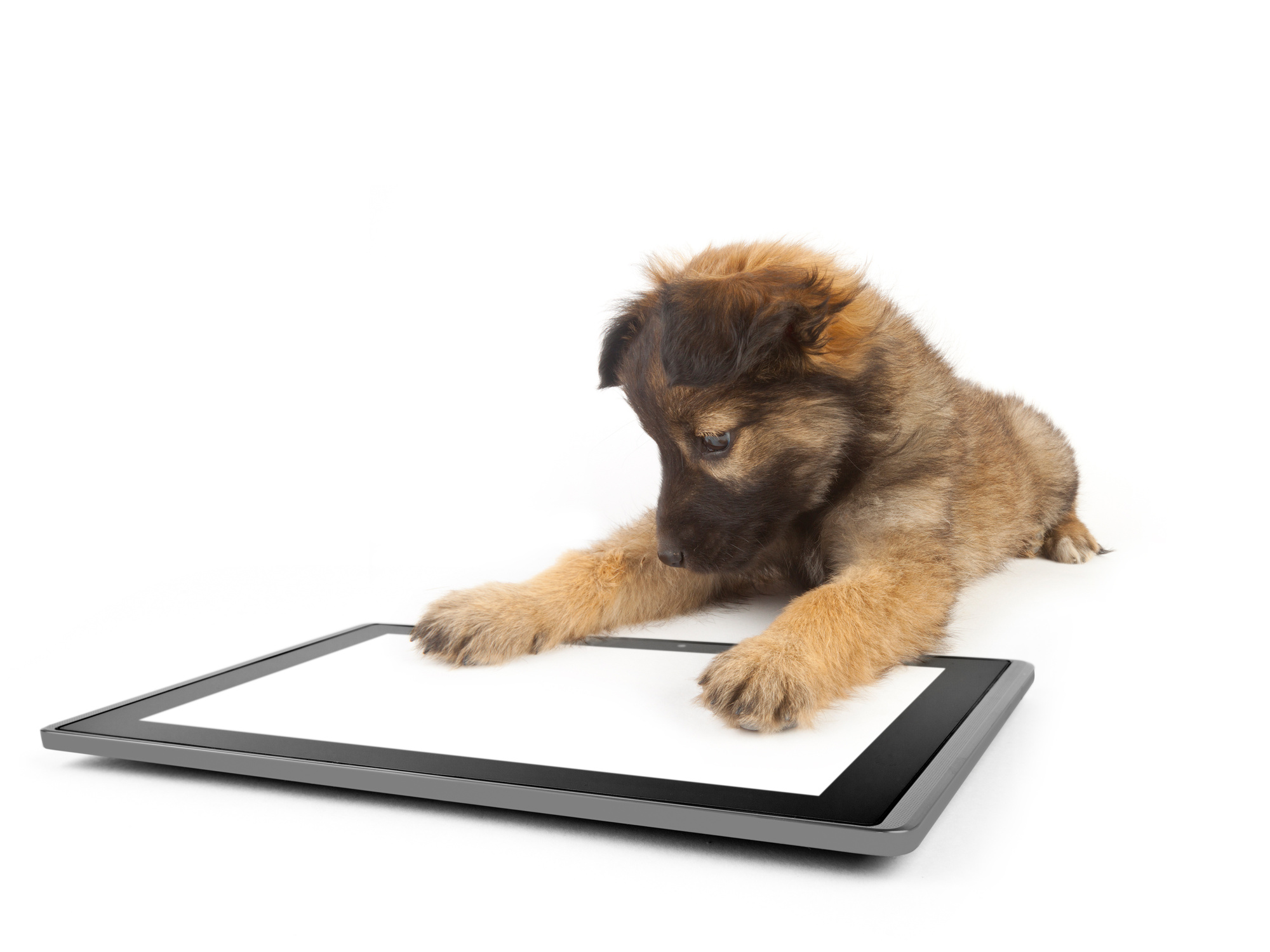 Apps for Animals The 5 Best Pet Care Apps On the Market
